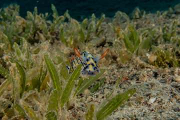 Sea slug in the Red Sea Colorful and beautiful, Eilat Israel