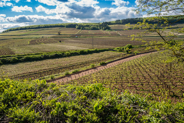 colline de Corton au printemps