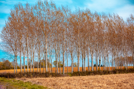 A row of young trees in the field in early spring