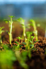 Seedlings in a botanical greenhouse.