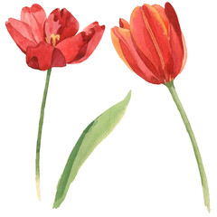 Red tulip floral botanical flowers. Watercolor background illustration set. Isolated tulips illustration element.