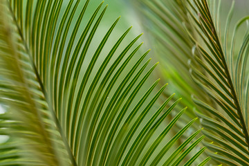 Beautiful texture of close-up Cycad leaves using for background
