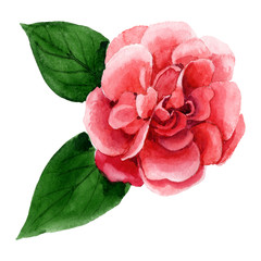 Fototapeta na wymiar Pink camelia floral botanical flower. Watercolor background illustration set. Isolated camelia illustration element.