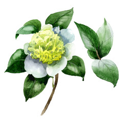 White camelia floral botanical flowers. Watercolor background illustration set. Isolated camelia...