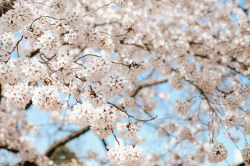 Spring Pink cherry blossom(Cherry blossom, Japanese flowering cherry) on the Sakura tree , Japan