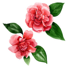 Pink camelia floral botanical flowers. Watercolor background illustration set. Isolated camelia illustration element.