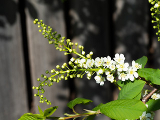Blossoming bird cherry. A branch of bird cherry with white flowers. Gray blurred background.