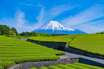 Fototapeta na wymiar 静岡県富士市　大淵笹場の茶畑　お茶まつり