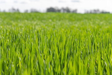 Wheat leaves in spring time.
