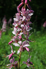 Diptam