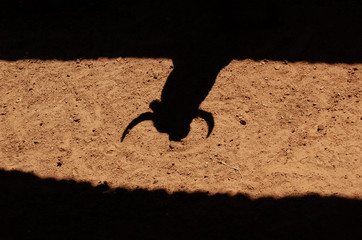 Shadows and silhouettes of fighting bulls before a bullfight.