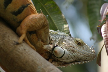 The green iguana, also known as the American iguana, is a large, arboreal, mostly herbivorous species of lizard of the genus Iguana. It is native to Central America, South America, and the Caribbean.