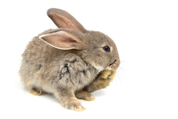 Funny bunny or baby rabbit fur gray with long ears is sitting for Easter Day on isolated white background.