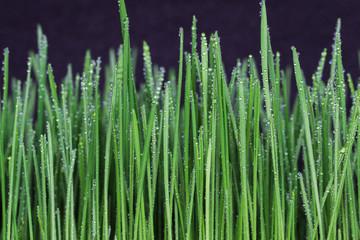 Fototapeta na wymiar Green fresh young wheat close up