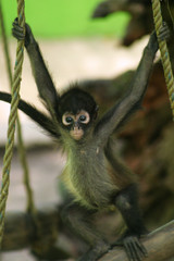 Baby Spider Monkeys are New World monkeys belonging to the genus Ateles, you're disproportionately long limbs and long prehensile tails make them one of the largest America monkey.