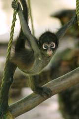 Baby Spider Monkeys are New World monkeys belonging to the genus Ateles, you're disproportionately long limbs and long prehensile tails make them one of the largest America monkey.
