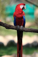 The scarlet macaw (Ara macao) is a large red, yellow, and blue Central and South American parrot..It is native to humid evergreen forests of tropical Central and South America.