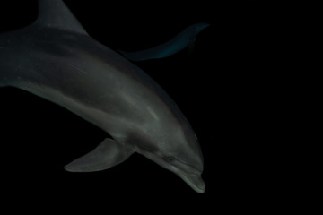 Dolphin swimming with divers in the Red Sea, Eilat Israel