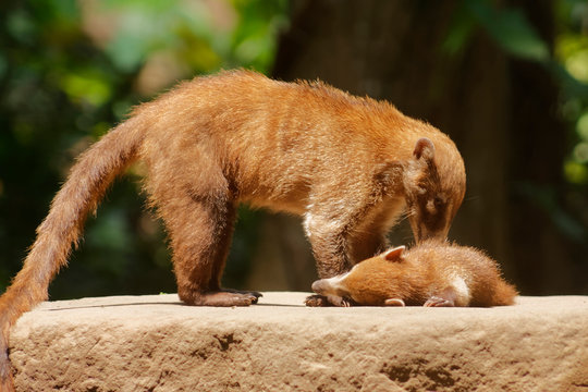 The white-nosed coati (Nasua narica), also known as the coatimundi is a species of coati and a member of the family Procyonidae.
