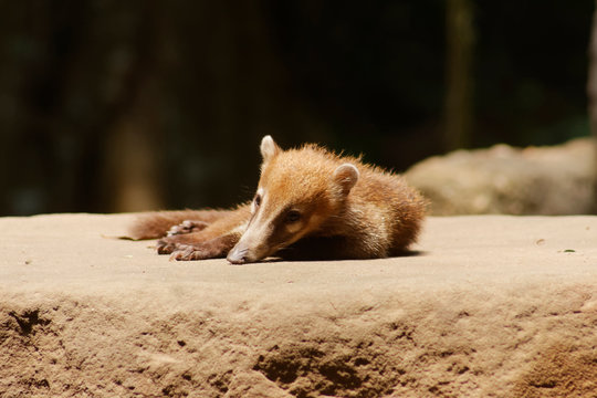 The white-nosed coati (Nasua narica), also known as the coatimundi is a species of coati and a member of the family Procyonidae.