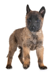 puppy malinois in studio