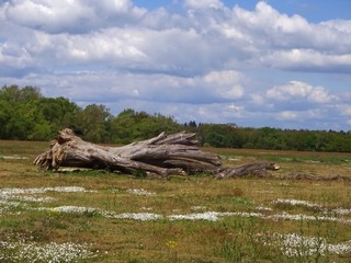 old fallen tree in a meadow at the "Mulde" in Eilenburg, with raven sitting on it