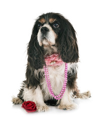 cavalier king charles