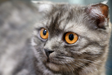 Close up lovely scottish fold cat. Playful, cute, and beautiful cat.