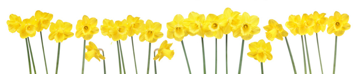 Spring flowers border with many blooming yellow daffodils isolated on white background © kazakovmaksim