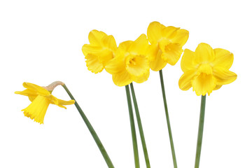 Fototapeta premium Five bright yellow daffodils (Narcissus) flowers isolated on white background. Cultivar from Large-cupped Group