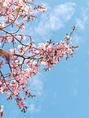 サクラと空