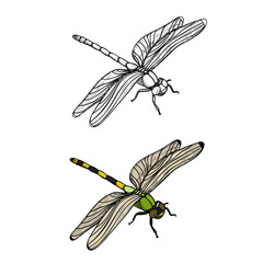 isolated, insect dragonfly, sketch, lines