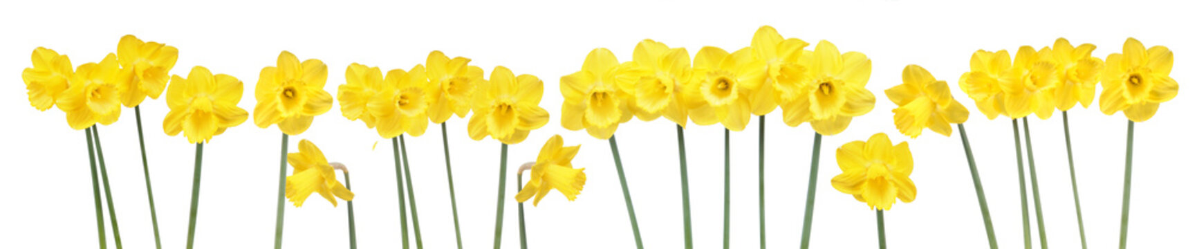 Spring flowers border with many blooming yellow daffodils isolated on white background