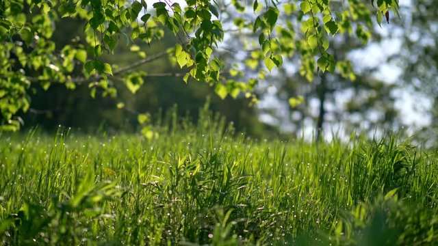 Spring meadow with fresh green grass and tree leaves. Sliding 4K shot at sunset lights