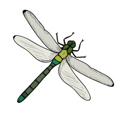 vector, isolated, insect dragonfly, multi-colored, icon