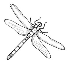 isolated, insect dragonfly, sketch of lines, icon