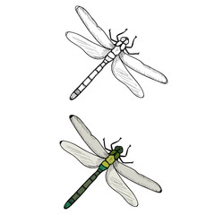 vector, isolated, insect dragonfly, sketch of lines, icon