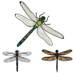 vector, isolated, insect dragonfly, sketch and silhouette, set