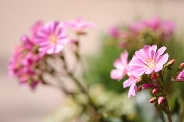 blumen+blüten