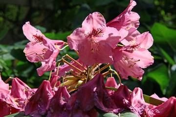 Rhododendronblüte