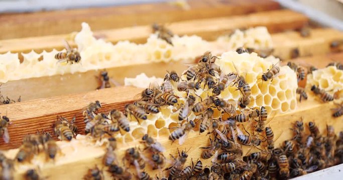 Frames of a bee hive. Beekeeper harvesting honey. Beekeeper Inspecting Bee Hive.