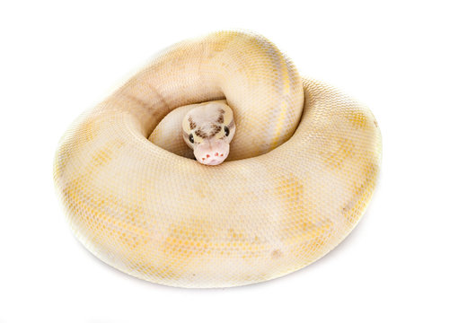Ball python in studio
