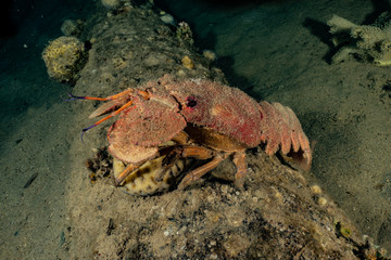 Lobsters in the Red Sea Colorful and beautiful, Eilat Israel