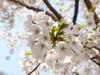 Obraz premium サクラ