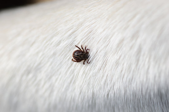 Tick insect parasite attacking dog. Hard tick (Ixodes) on dog fur