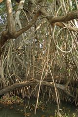 A mangrove swamp is a distinct saline woodland or shrubland habitat formed by mangrove trees.