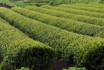Tea plantation / Japanese traditional industry