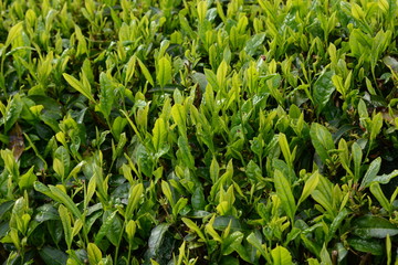 Tea plantation / Japanese traditional industry