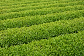 Fototapeta na wymiar Tea plantation / Japanese traditional industry
