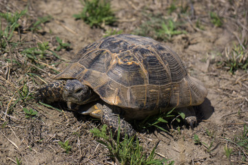 gopher turtle in caucasus